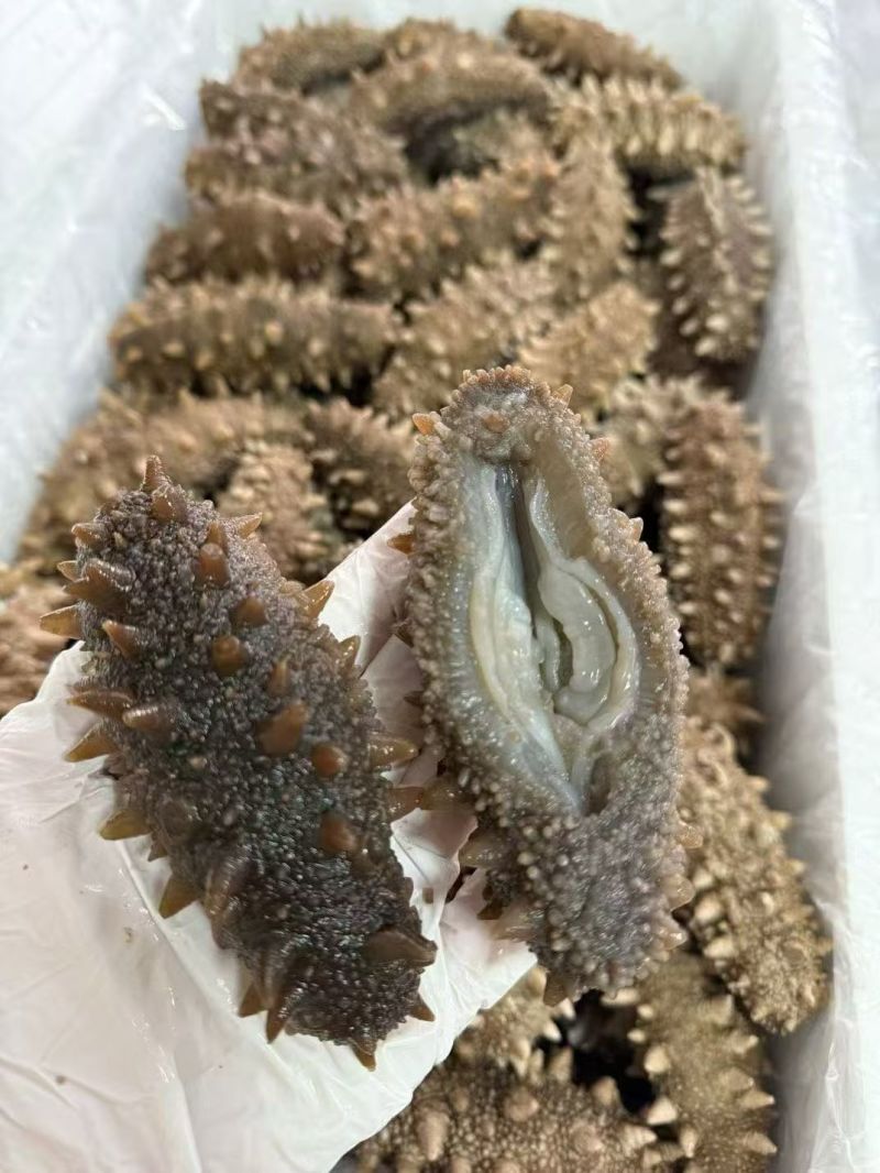 到了吃海参的季节，来吧，口感很好