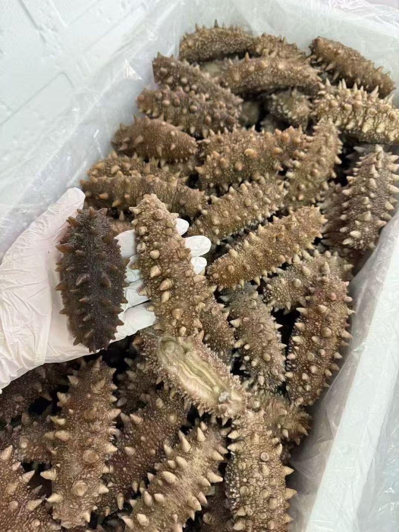 到了吃海参的季节，来吧，口感很好