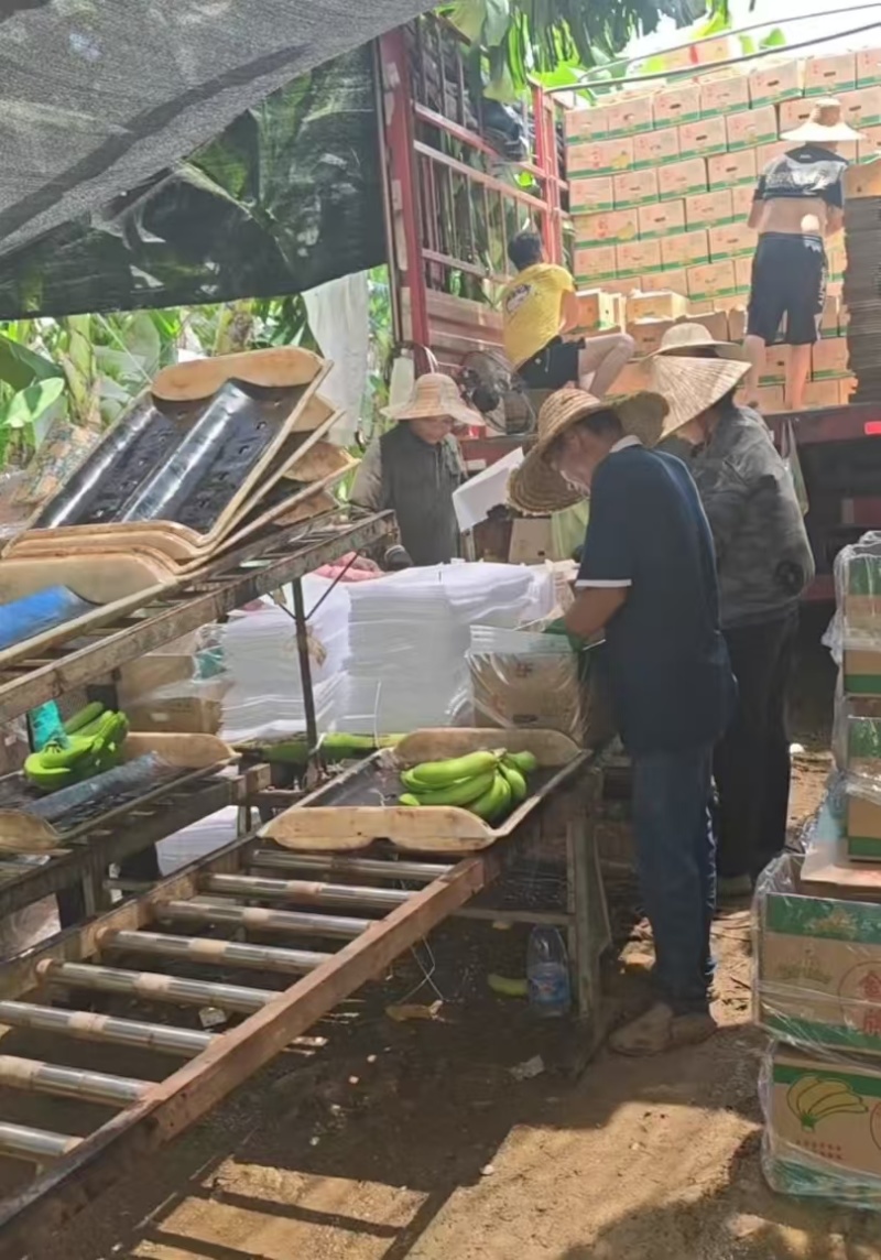 广西香蕉，产地直销，欢迎各位老板前来咨询