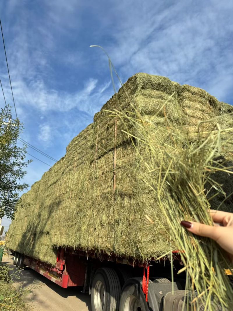 羊草马草牛草特等羊草继续入库，新收割二茬草，颜色绿，叶