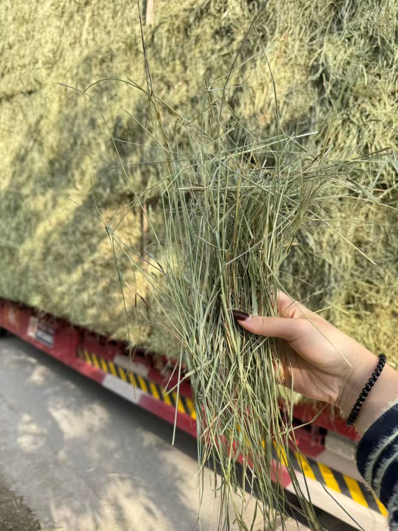 羊草马草牛草特等羊草继续入库，新收割二茬草，颜色绿，叶