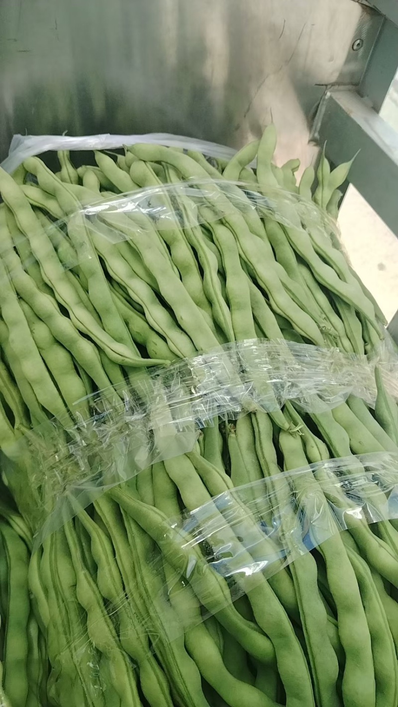 新苗上市肉豆，棒豆，青豆，芸豆，大青豆产地直供