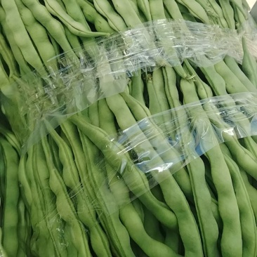 新苗上市肉豆，棒豆，青豆，芸豆，大青豆产地直供