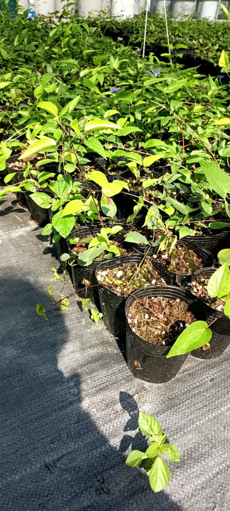 铁线莲小苗盆栽爬藤花重瓣大花植物庭园阳台藤本攀援月季花卉