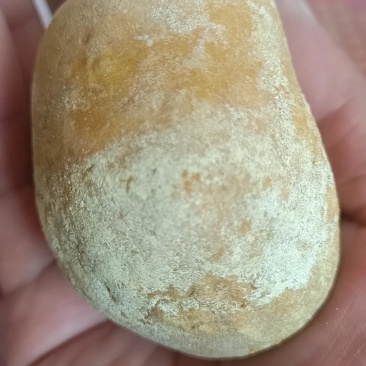 狗宝