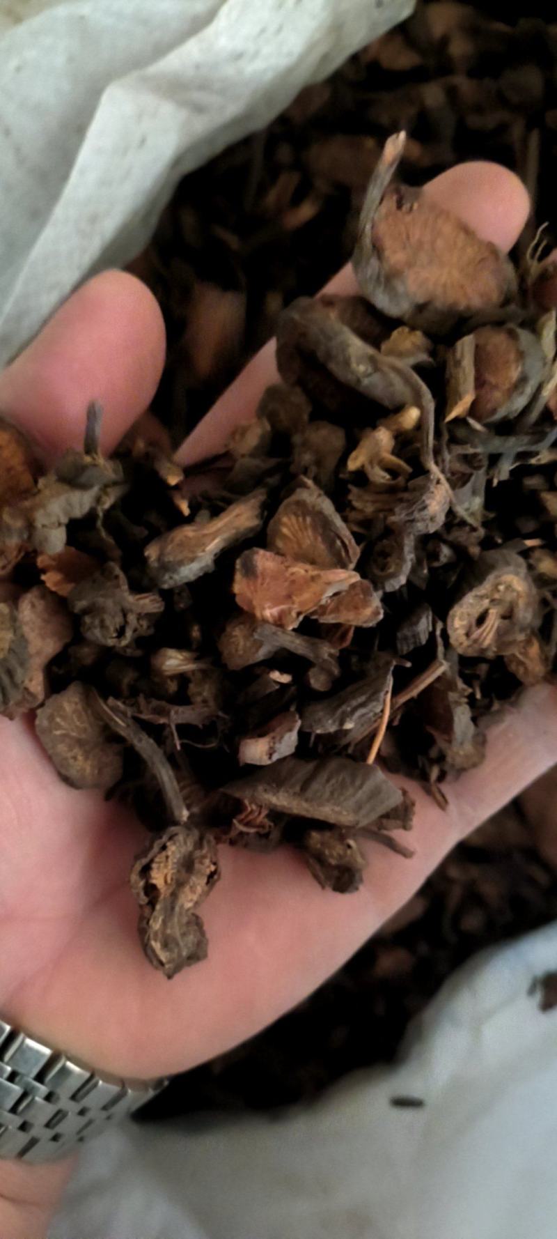 野生地榆足斤足两一手货源产地直供量大从优️可打粉