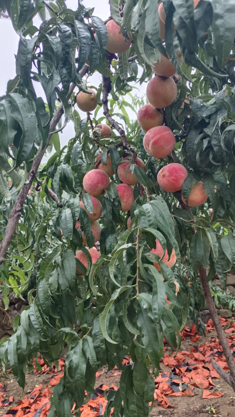 万亩金秋红蜜开园了，个头大甜度高，种植面积广，质优价廉。