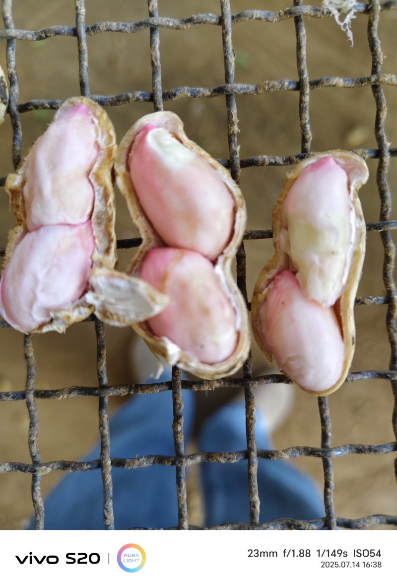 鲜花生湿花生