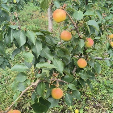 高山精品南果梨