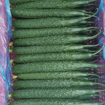 黄瓜，辣椒，冬瓜，西葫芦