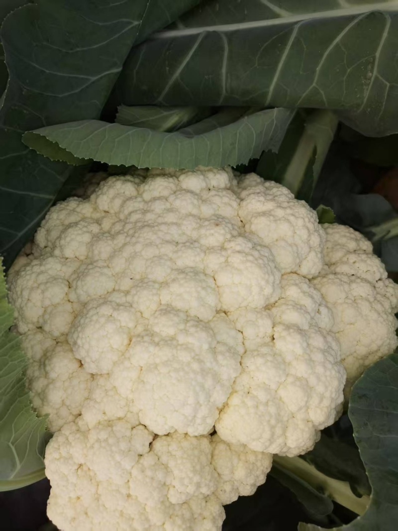 花菜大量有货产地直发价格实惠欢迎各位老板前来购买