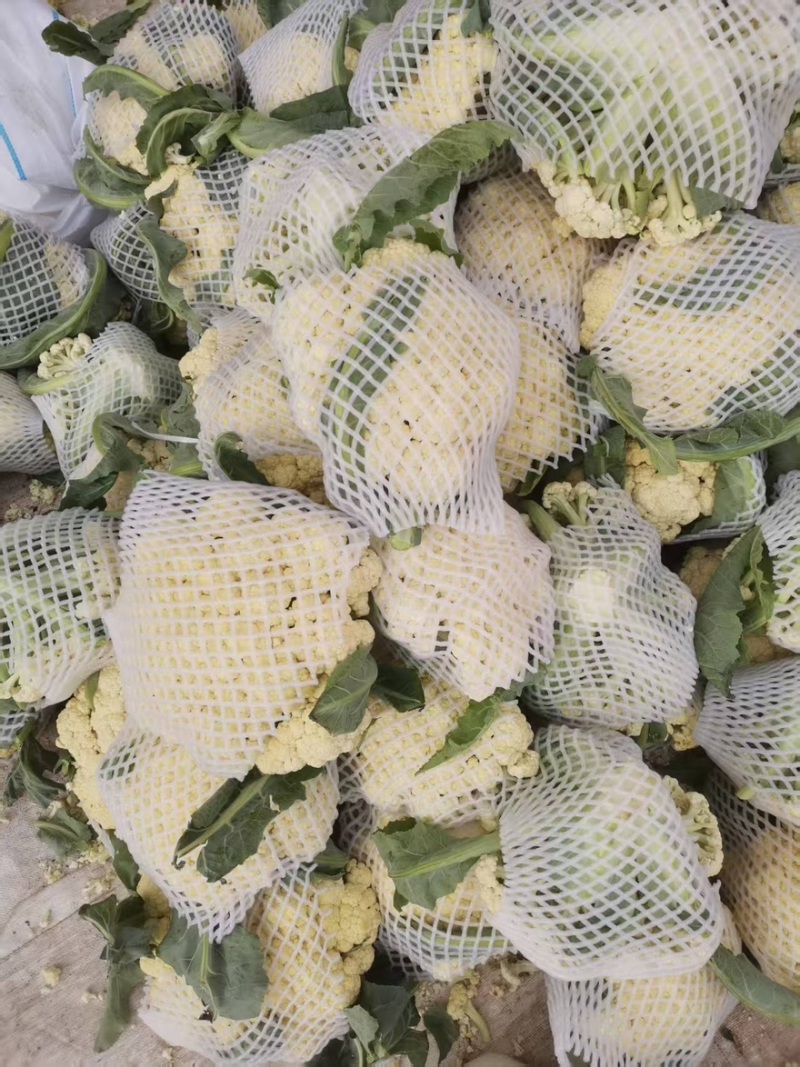 花菜大量有货产地直发价格实惠欢迎各位老板前来购买