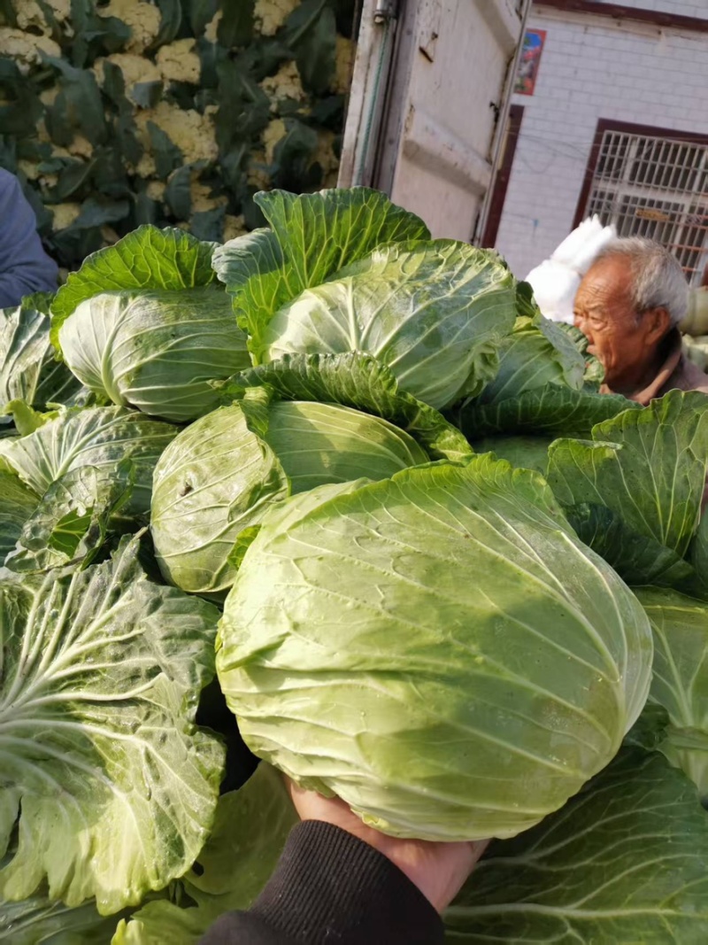 包菜大量有货产地直发价格实惠欢迎各位老板前来购买