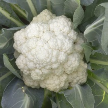 花菜实花