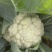 花菜实花