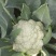 花菜实花