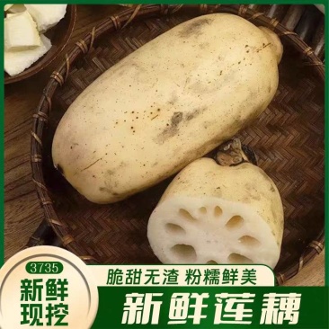 ***，不泡药，现挖现发