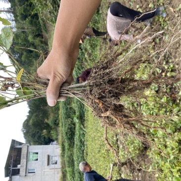 正宗露天培育驯化虎杖苗产量高包技术包成活率价格优惠