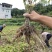 正宗露天培育驯化虎杖苗产量高包技术包成活率价格优惠