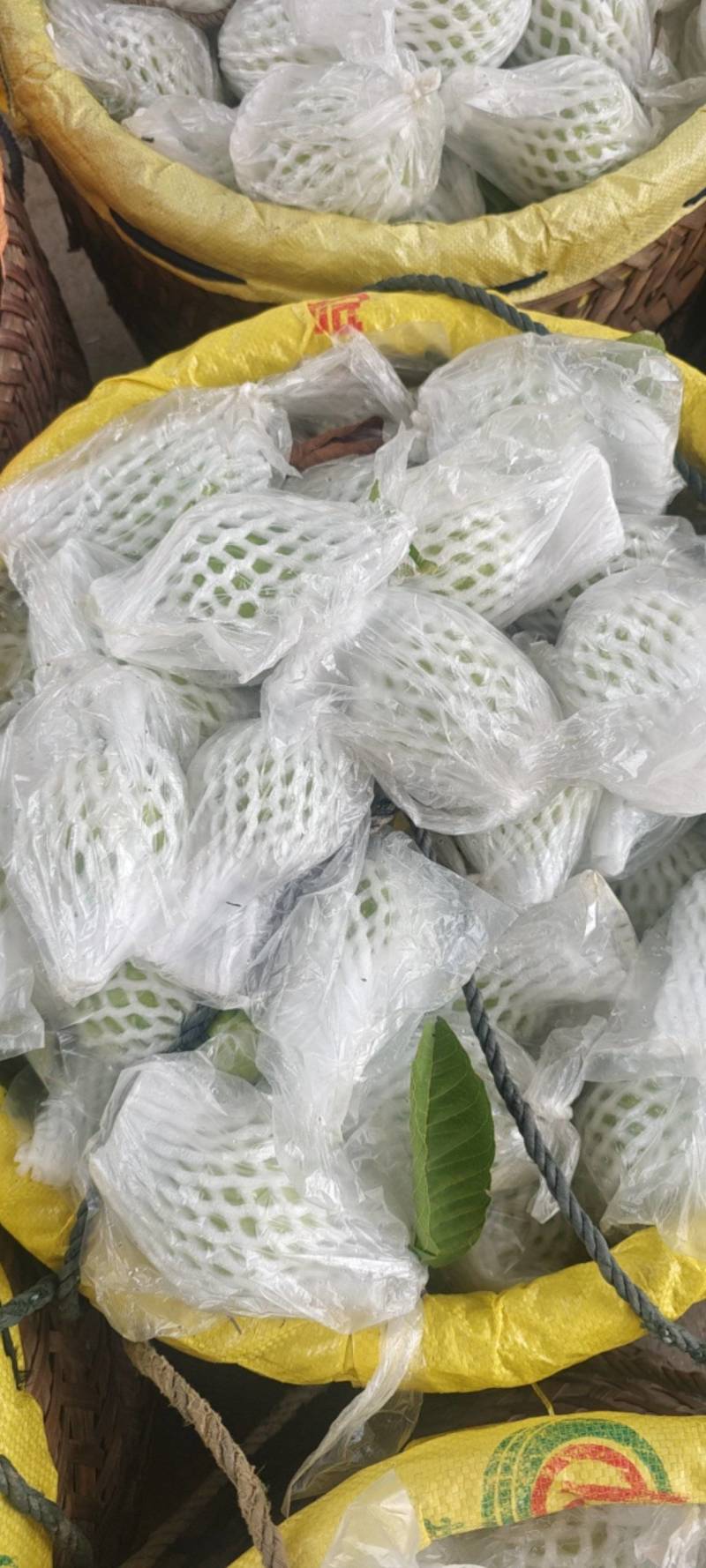 福建红心芭乐番石榴