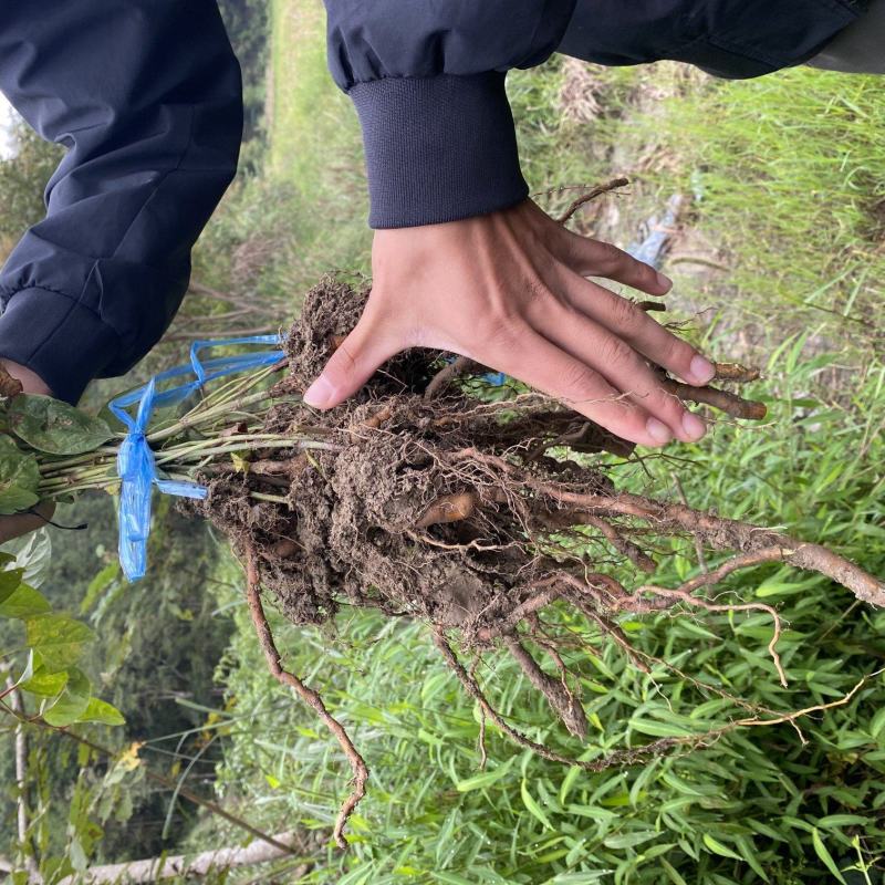 高产露天驯化虎杖良种苗，易种易管，全程免费提供种植技术