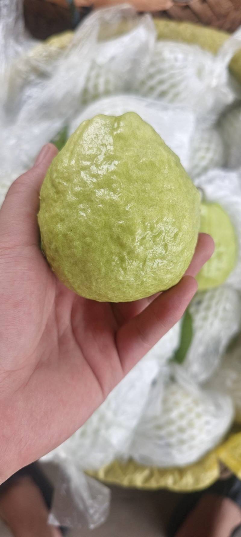 福建白心芭乐番石榴