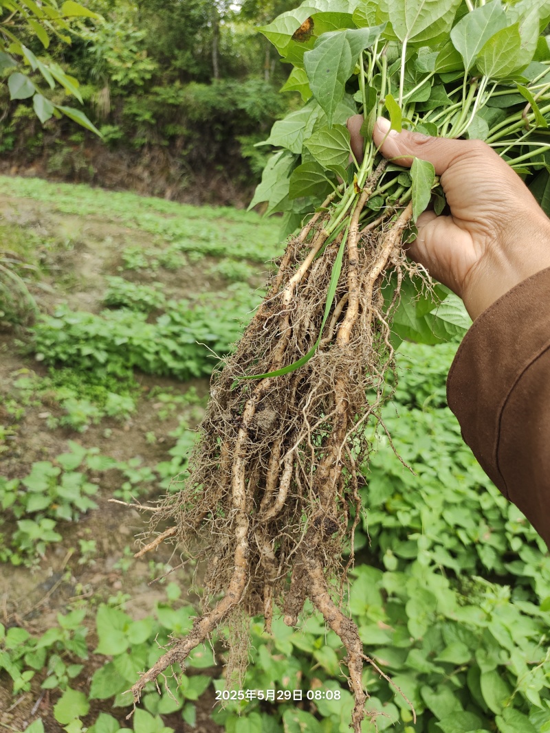 正宗大叶驯化隔山消苗基地直挖供正品保证高产量一手货源