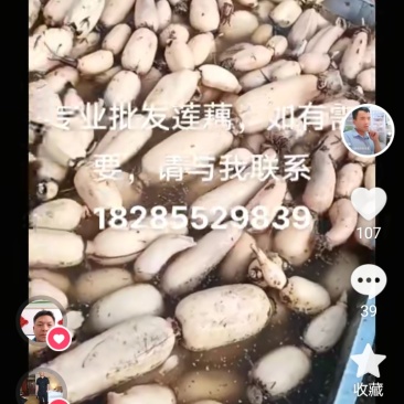 莲藕