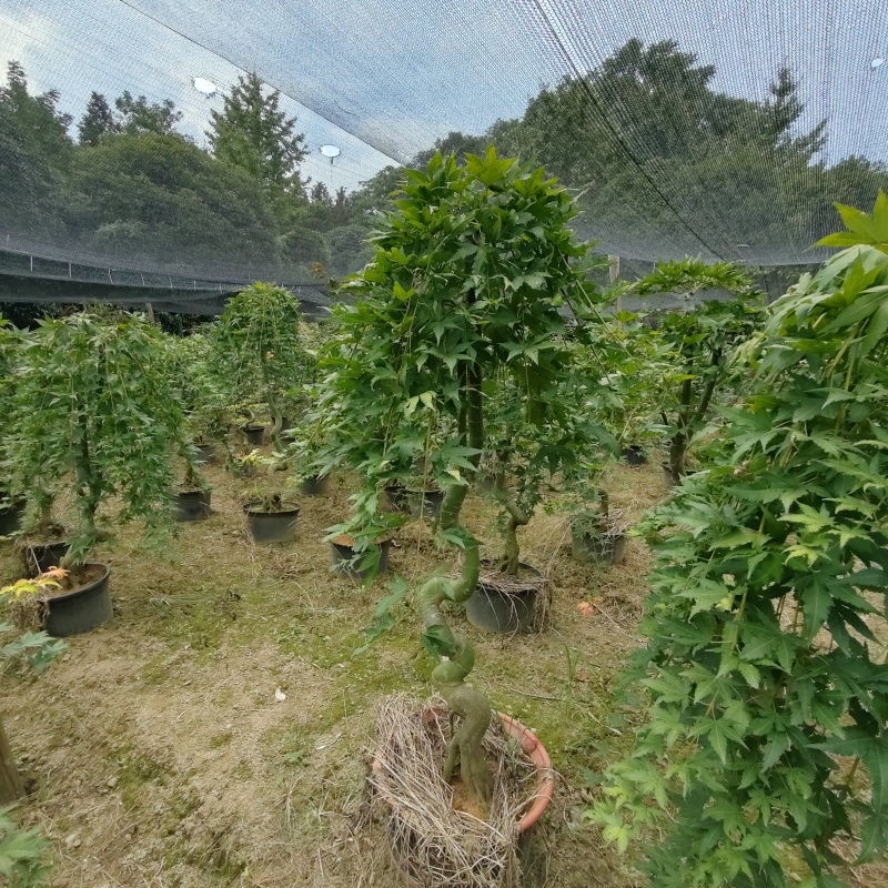 红枫青流泉
