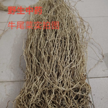 牛尾菜根