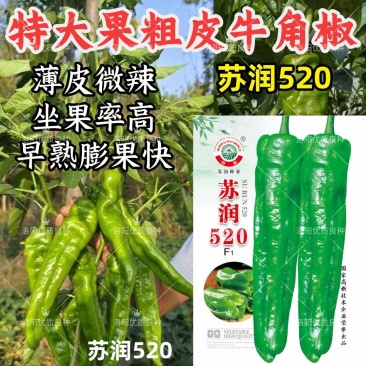 苏润520牛角椒种子大果薄皮微辣早熟粗泡椒长绿青皮辣椒种