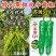苏润520牛角椒种子大果薄皮微辣早熟粗泡椒长绿青皮辣椒种