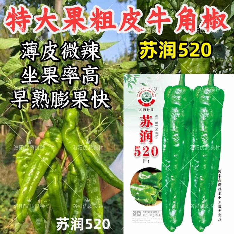 苏润520牛角椒种子大果薄皮微辣早熟粗泡椒长绿青皮辣椒种