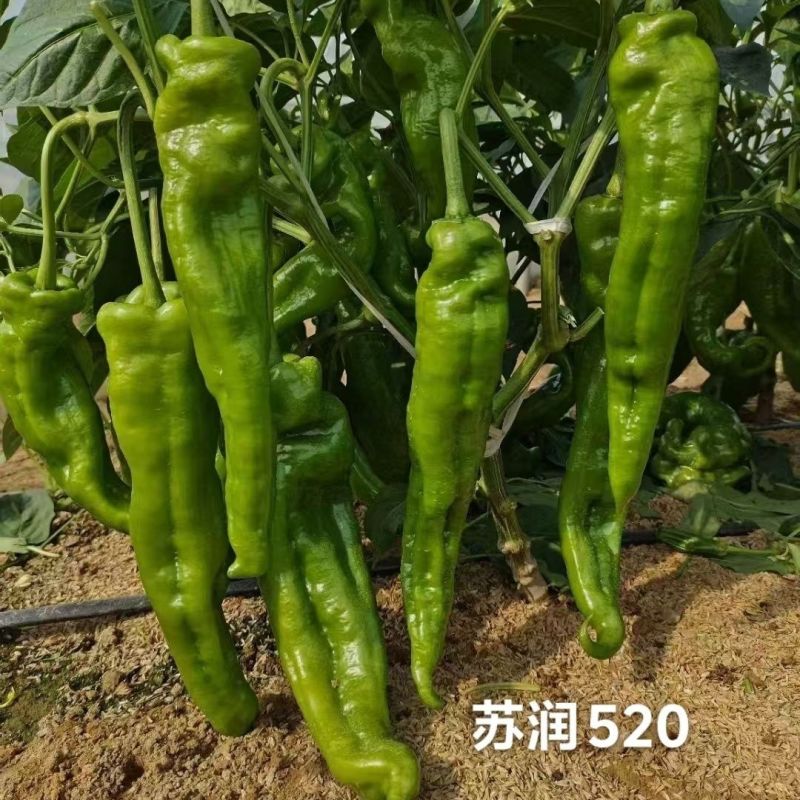 苏润520牛角椒种子大果薄皮微辣早熟粗泡椒长绿青皮辣椒种