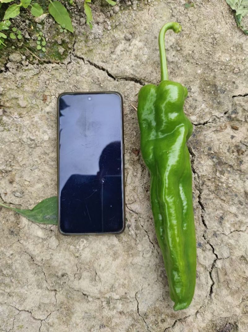苏润520牛角椒种子大果薄皮微辣早熟粗泡椒长绿青皮辣椒种