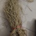 牛尾菜根