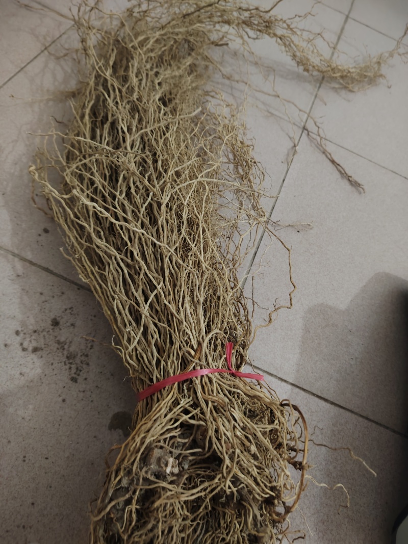 牛尾菜根