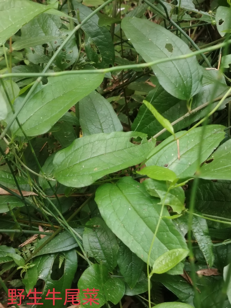 牛尾菜根
