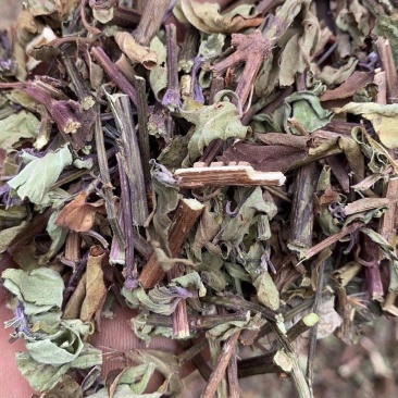 猫须草茶新鲜晒干猫须新鲜干货