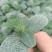 黄瓜苗嫁接黄瓜苗菜苗易成活价格实惠规格品种齐全