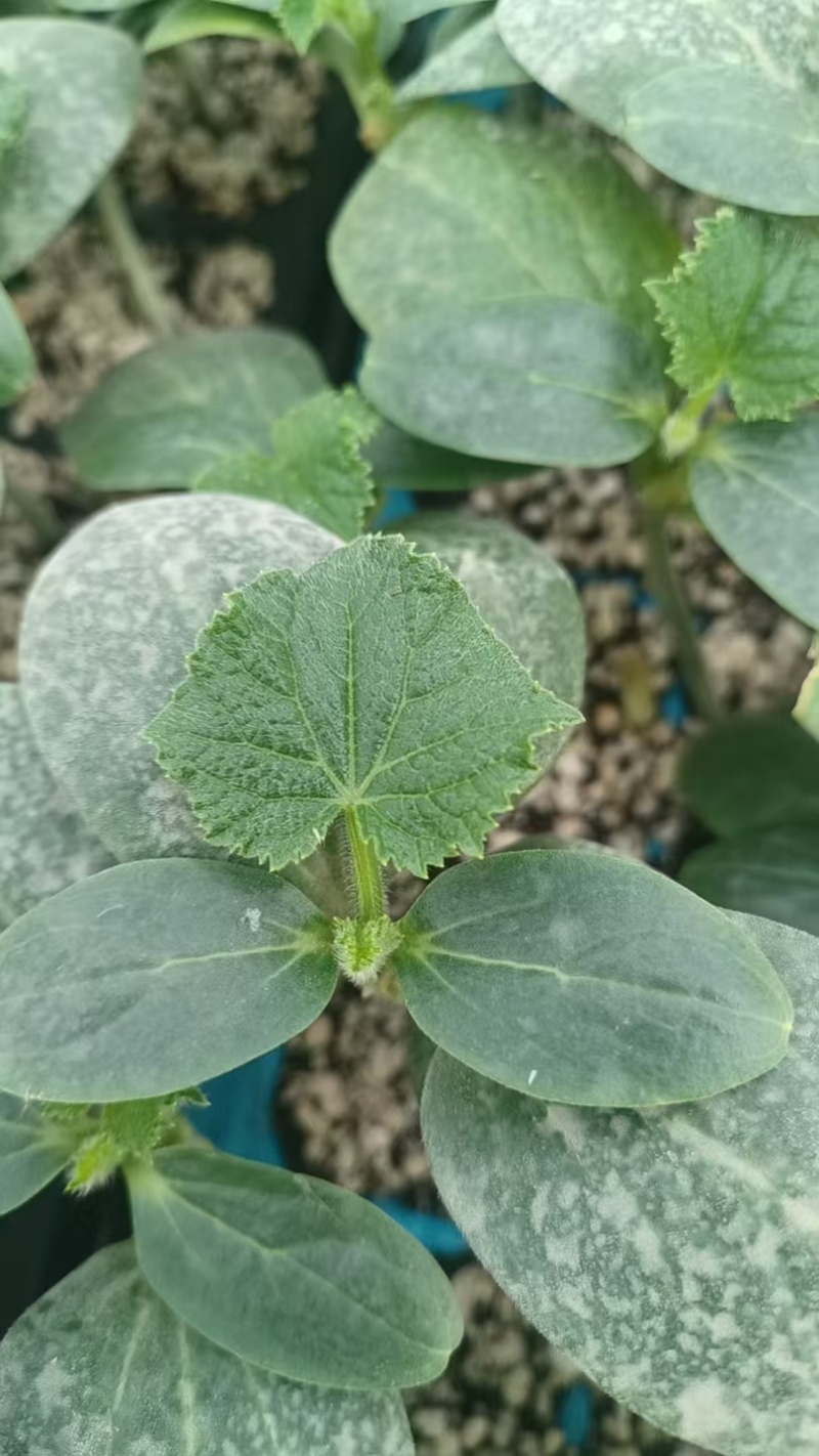 黄瓜苗嫁接黄瓜苗菜苗易成活价格实惠规格品种齐全