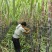 甘蔗