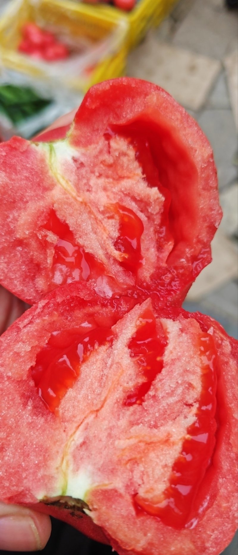 云南蒙自石头西红柿上市果大皮红甜度硬度高长期大量供应