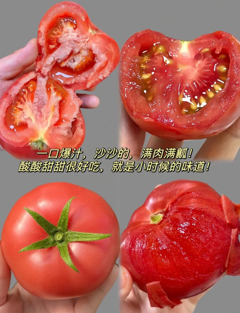 云南蒙自石头西红柿上市果大皮红甜度硬度高长期大量供应