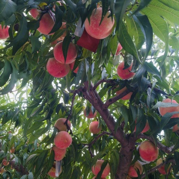 金秋红蜜桃