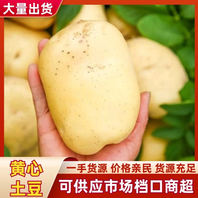 陕西土豆产地一手货源量大欢迎☎️联系对接批发零售