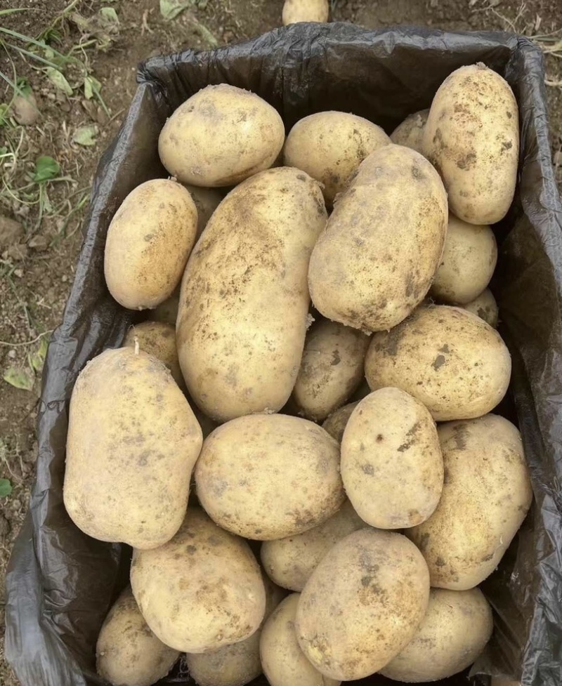 陕西土豆产地一手货源量大欢迎☎️联系对接批发零售