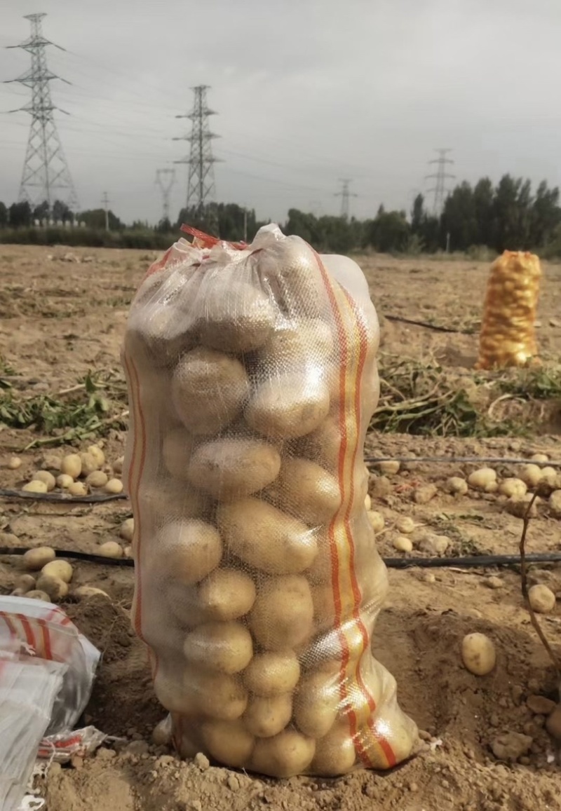 陕西土豆产地一手货源量大欢迎☎️联系对接批发零售