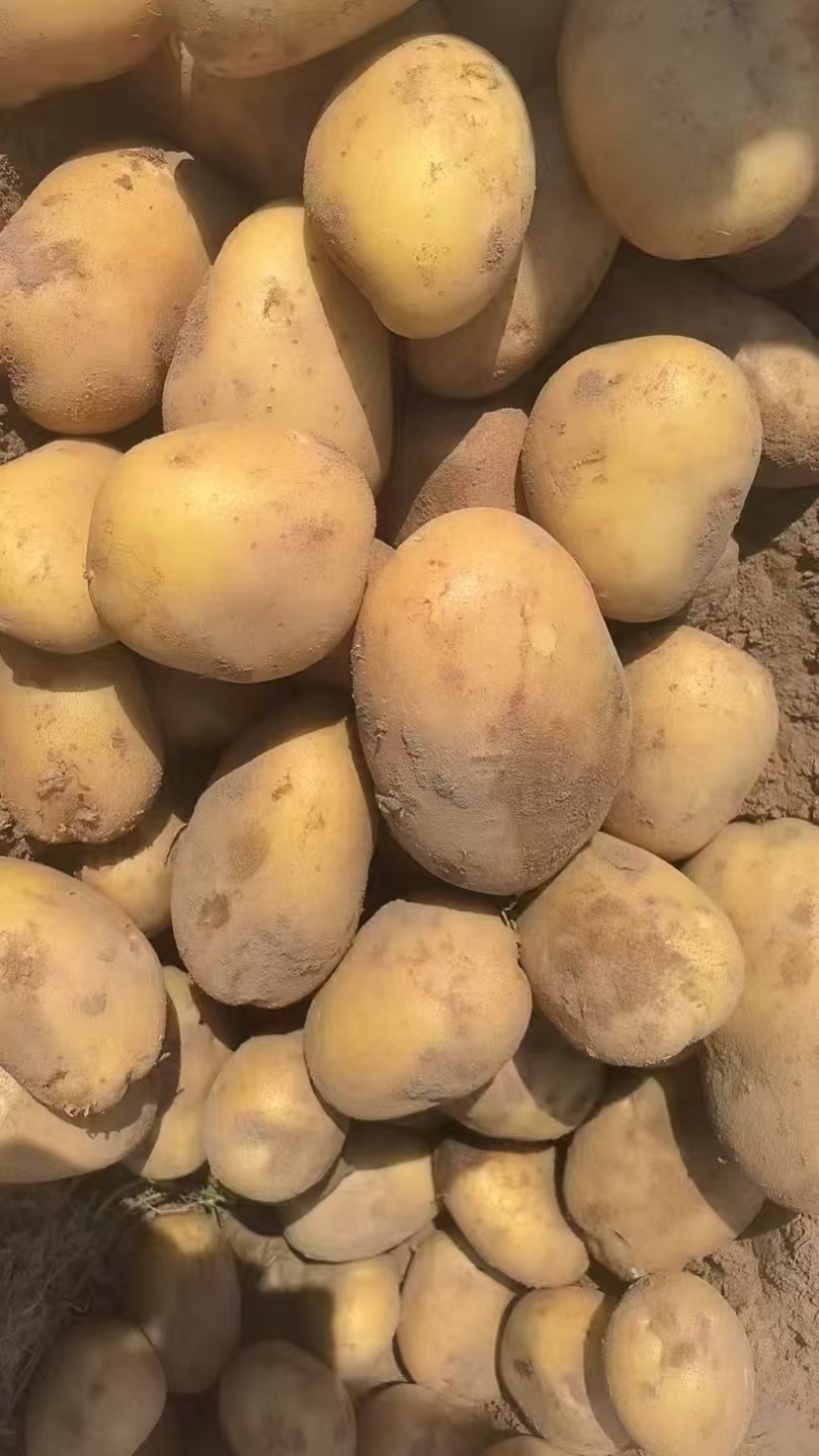 陕西土豆产地一手货源量大欢迎☎️联系对接批发零售