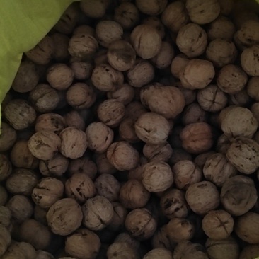 涉县核桃